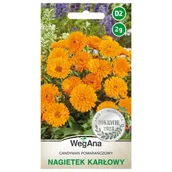 Nasiona i cebule - Nagietek karłowy Candyman pomarańczowy nasiona 2g - WegAna - miniaturka - grafika 1