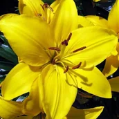 Nasiona i cebule - Lilia orientalna żółta XXL (20/22) 1 szt. cebule cebulki lilii lilie - miniaturka - grafika 1