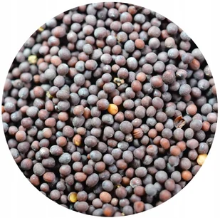 GORCZYCA CZARNA ziarno 100g musztarda pikle - Przyprawy i zioła sypkie - miniaturka - grafika 1