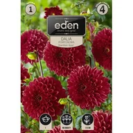 Nasiona i cebule - Dalia pomponowa Downham Royal 1 sztuka Eden - miniaturka - grafika 1
