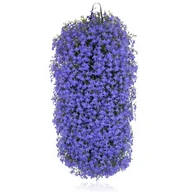 Kwiaty doniczkowe - Lobelia w wiszącej torbie - miniaturka - grafika 1
