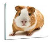 Deski do krojenia - druk osłona płyty kuchennej Świnka morska 60x52, ArtprintCave - miniaturka - grafika 1