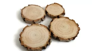 Plaster drewna Brzoza szlifowana gruba kora 10-12 cm / 1 cm - Dekoracje domu - miniaturka - grafika 1