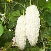 Nasiona i cebule - Chińskie Nasiona Gorzki Melon Biała Perła do Ogrodu Domowego 10+ szt - miniaturka - grafika 1