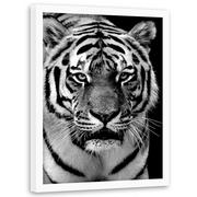 Plakaty - Obraz w ramie białej FEEBY, Tygrys Afryka Czarno Biały 70x100 - miniaturka - grafika 1