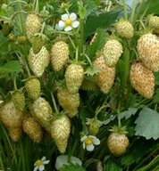 Nasiona i cebule - POZIOMKA ŻÓŁTA (FRAGARIA VESCA YELLOW WONDER) - miniaturka - grafika 1