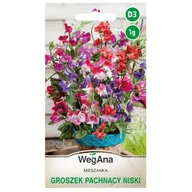 Nasiona i cebule - Groszek pachnący niski Cupid mieszanka nasiona 1g - WegAna - miniaturka - grafika 1