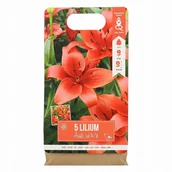Nasiona i cebule - Cebulki kwiatowe Lilie 4 sztuki czerwone - miniaturka - grafika 1