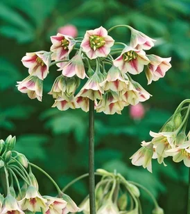 Allium Siculum Czosnek Ozdobny Sztyletowy 3 szt. - Nasiona i cebule - miniaturka - grafika 1