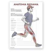 Mapy i plansze edukacyjne - Plakat anatomiczny - Anatomia biegania - Marta Pawelec - miniaturka - grafika 1