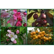 Sadzonki drzew krzewów - Jabłoń ozdobna - miniaturka - grafika 1