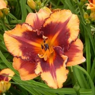 Nasiona i cebule - Hemerocallis Liliowiec Fireside Garnet 1 szt. - miniaturka - grafika 1