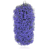 Kwiaty doniczkowe - Lobelia w wiszącej torbie - miniaturka - grafika 1