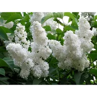 Kwiaty doniczkowe - Kwitnący ogród non stop (bez lilak) - miniaturka - grafika 1