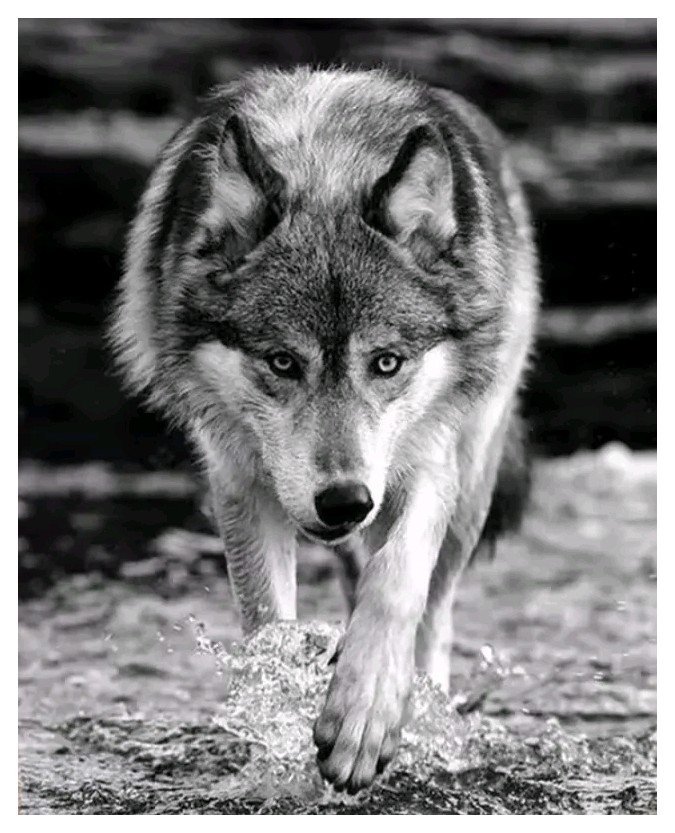 DIAMENTOWA PASJA Haft Diamentowy Obraz Diamentowy Mozaika Diamentowa WILK WILKI ZWIERZĘTA