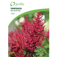 Nasiona i cebule - Tawułka Red sentinel 1szt. cebulki kwiatów Geolia - miniaturka - grafika 1