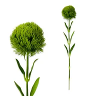 Sztuczne kwiaty - CHRYZANTEMA GOŹDZIK CHRYZANTEMY REAL TOUCH SZTUCZNE KWIATY DO WAZONU 51 CM - miniaturka - grafika 1