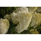 Sadzonki drzew krzewów - Hortensja bukietowa Phantom - miniaturka - grafika 1