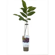 Sadzonki drzew krzewów - Krzew owocowy Owocowa Elita C1 mix - miniaturka - grafika 1