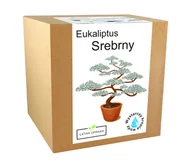 Nasiona i cebule - Zestawe do uprawy Eukaliptus niebieski srebrny - miniaturka - grafika 1