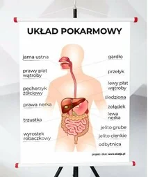 Plansza - Układ Pokarmowy - Pomoce naukowe - miniaturka - grafika 1