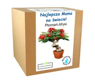 Nasiona i cebule - Płomień afryki drzewko bonsai prezent Dzień Matki - miniaturka - grafika 1