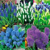 Nasiona i cebule - Zestaw 1 Muscari Szafirek 5 odmian 50 szt - miniaturka - grafika 1
