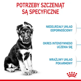 Royal Canin Maxi Junior 4 kg - Sucha karma dla psów - miniaturka - grafika 7