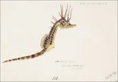 Plakaty - Antique fish hippocampus abdominalis seahorse, F. E. Clarke - plakat 80x60 cm - miniaturka - grafika 1