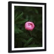 Plakaty - Obraz w ramie czarnej FEEBY, Różowy Kwiat Pąk Natura 60x90 - miniaturka - grafika 1