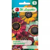 Nasiona i cebule - Złocień trójbarwny - mieszanka - miniaturka - grafika 1