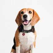 Obroże dla psów - For fan pets Obroża Marvel M/L - miniaturka - grafika 1