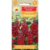 Nasiona i cebule - Lwia paszcza KARMINOWA nasiona kwiatów 0,5g  TORAF - miniaturka - grafika 1