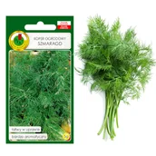 Nasiona i cebule - KOPER OGRODOWY SZMARAGD WCZESNY SUSZ NASIONA BEZ GMO - miniaturka - grafika 1