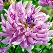 Nasiona i cebule - Dalia kaktusowa Savanna Rose 1 szt. - miniaturka - grafika 1