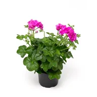 Kwiaty doniczkowe - Pelargonia bluszczolistna Vicky - miniaturka - grafika 1