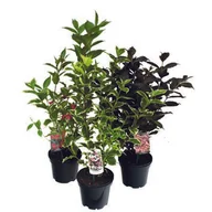 Sadzonki drzew krzewów - Krzewuszka don. 2 l - miniaturka - grafika 1