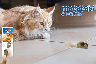 Matatabi & Kocimiętka myszki z piórkiem - Drapaki dla kotów - miniaturka - grafika 1