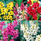 Nasiona i cebule - Zestaw Ixia Iksja 5 odmian 60 szt - miniaturka - grafika 1