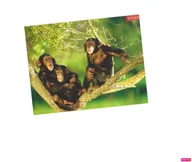 Puzzle - TREFL 37065 Szympansy Puzzle 500el NEW - miniaturka - grafika 1