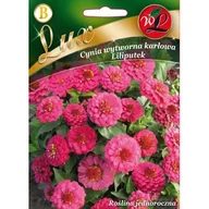 Nasiona i cebule - Cynia wytworna karłowa Liliputek różowe W.Legutko - miniaturka - grafika 1