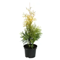 Sadzonki drzew krzewów - Żywotnik Thuja occidentalis Yellow Ribbon wys. 30-70 cm don. 3 l - miniaturka - grafika 1
