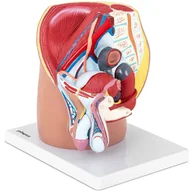 Mały naukowiec - Physa, Model anatomiczny miednicy męskiej 3D w skali 1:1 - miniaturka - grafika 1