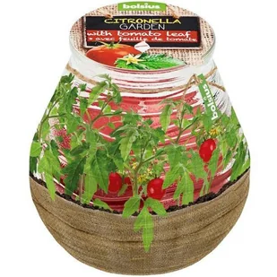Świeca Bolsius Citronella With Tomato Leaf Patiolight Garden Liść Pomidora Na Komary - Świece - miniaturka - grafika 1