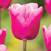 Nasiona i cebule - Tulipan Gigantyczny Jumbo Pink 5 szt cebulki tulipanów Tulipany - miniaturka - grafika 1