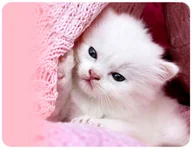 Podkładki pod mysz - PODKŁADKA POD MYSZKĘ KOTY KOT Z IMIENIEM 23x19CM DO LAPTOPA - miniaturka - grafika 1