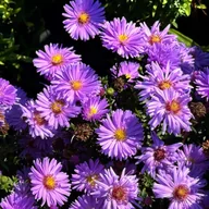 Nasiona i cebule - Aster 'Magic Lavender' Michałek Fioletowy Lawendowy Doniczka 1.0L - miniaturka - grafika 1