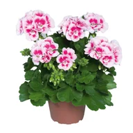 Kwiaty doniczkowe - Pelargonia rabatowa - miniaturka - grafika 1