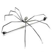 Broszki - Pająk Kosarz - broszka srebrna - miniaturka - grafika 1