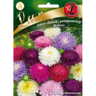 Nasiona i cebule - Aster chiński pomponowy Bolero mieszanka W.Legutko - miniaturka - grafika 1